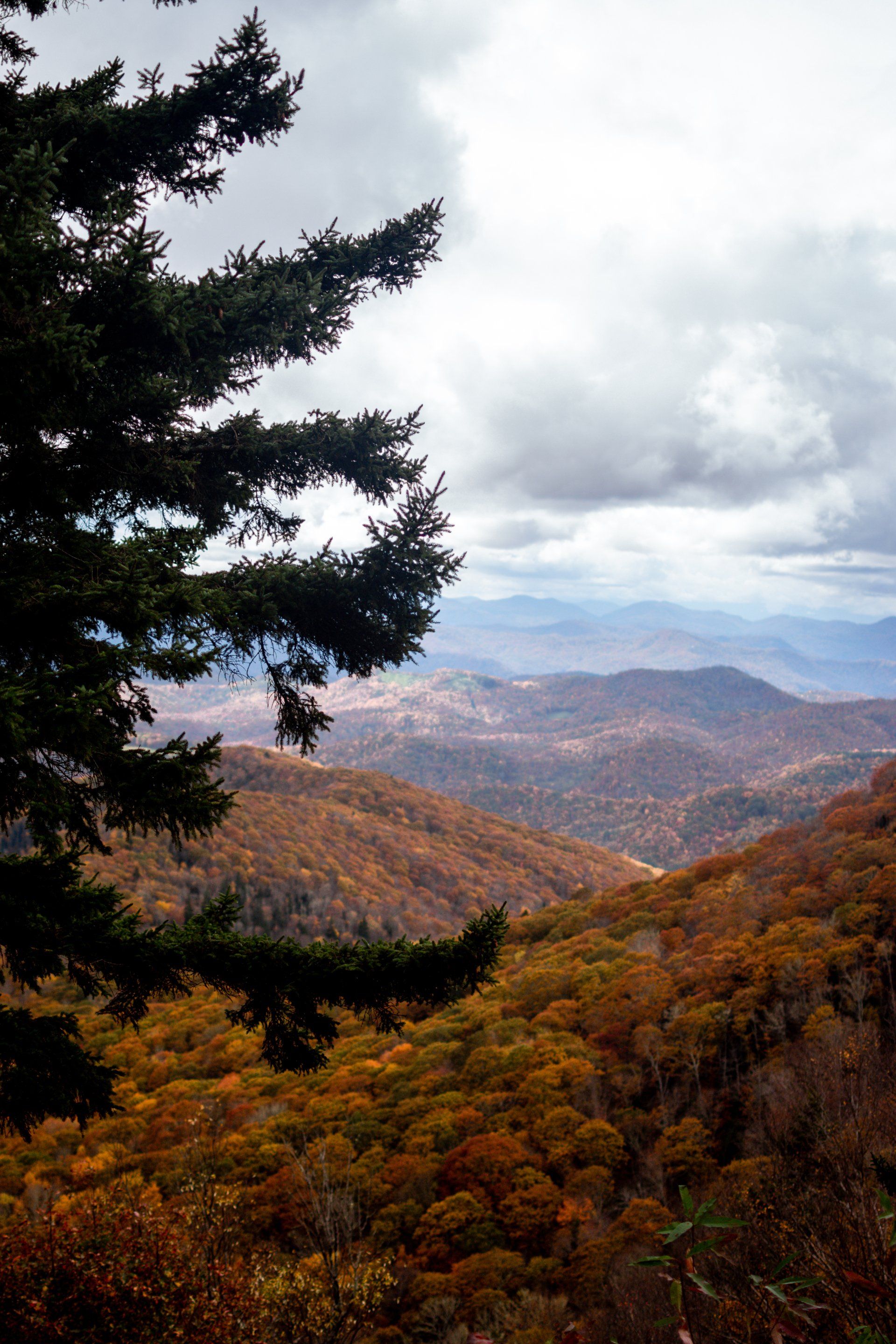 There is a tree in the foreground and mountains in the background.