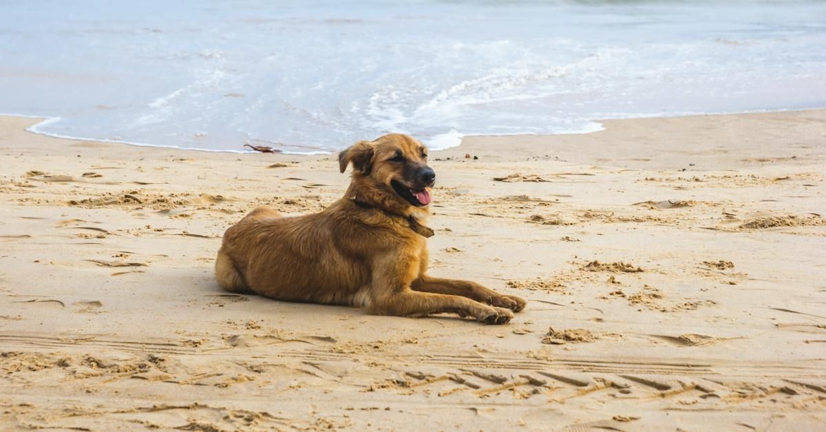 Um cachorro marrom está deitado em uma praia perto do oceano.