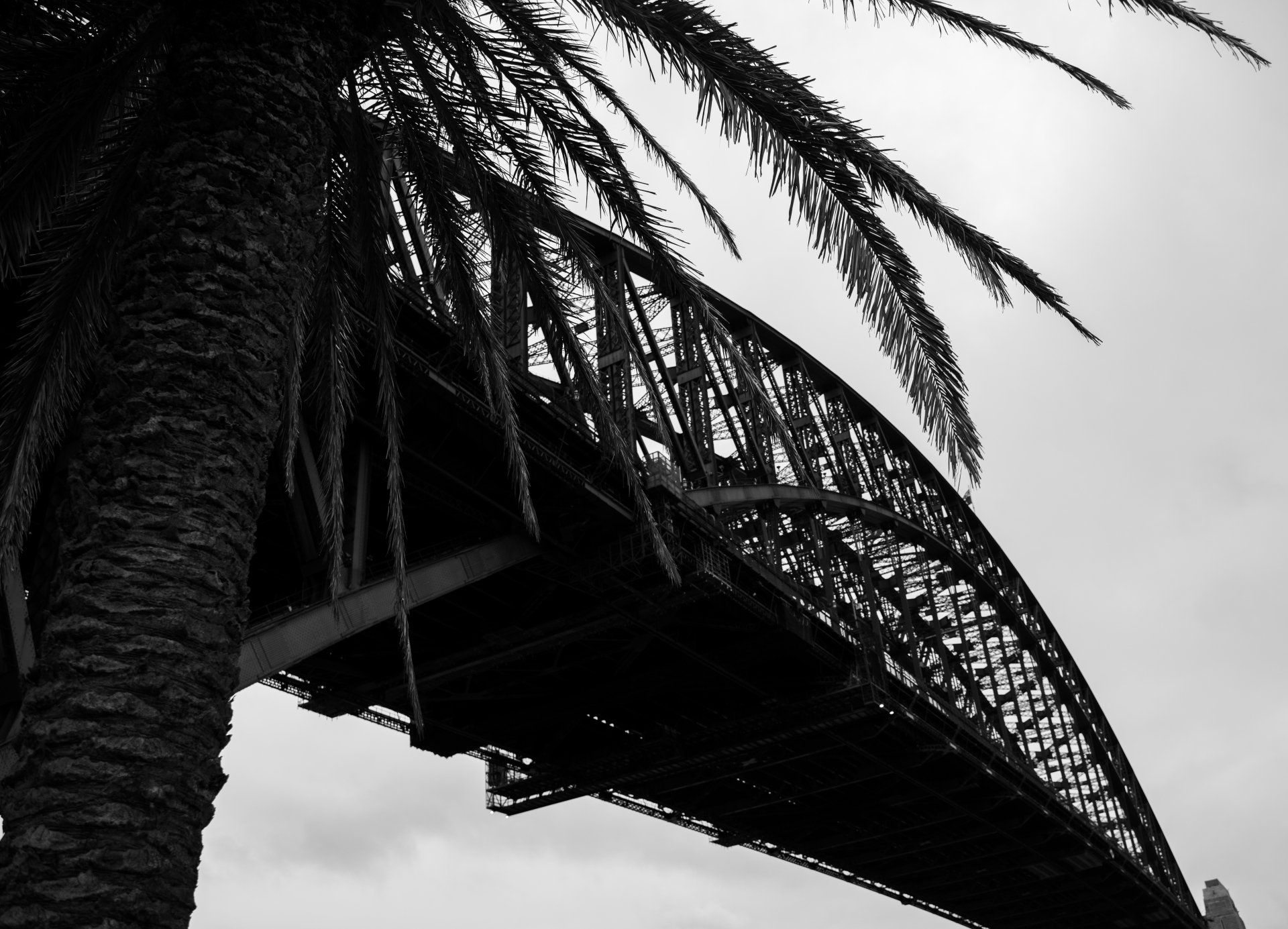 Vista em preto e branco da Ponte do Porto de Sydney através das folhas de uma palmeira.