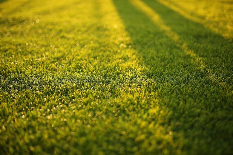 Close-up of sunlit green grass with long shadows across a field