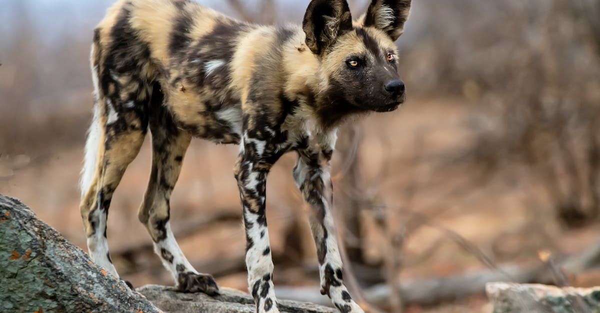 a brown and white dog standing on a rock