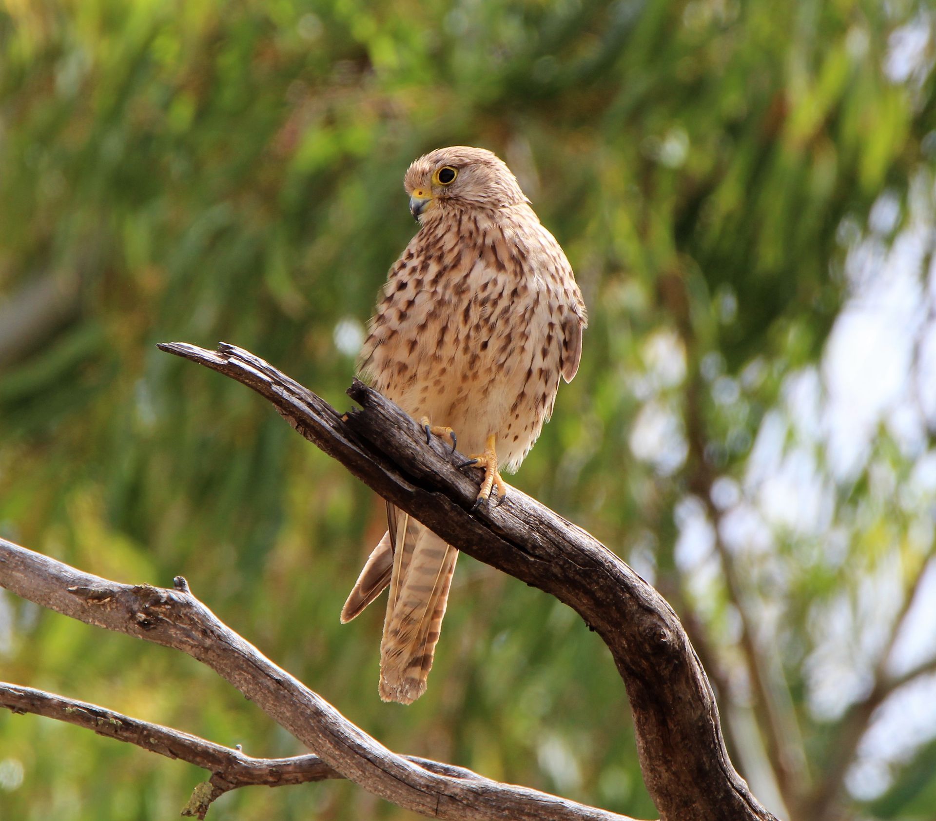 A kestrel on a branch