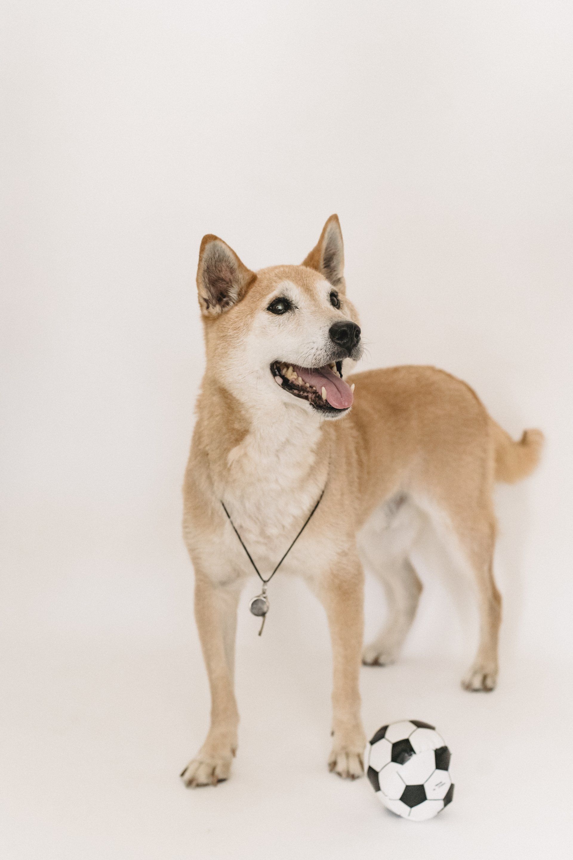 canine hydrotherapy, dog hydrotherapy, canine bodywork, dog massage, canine massage