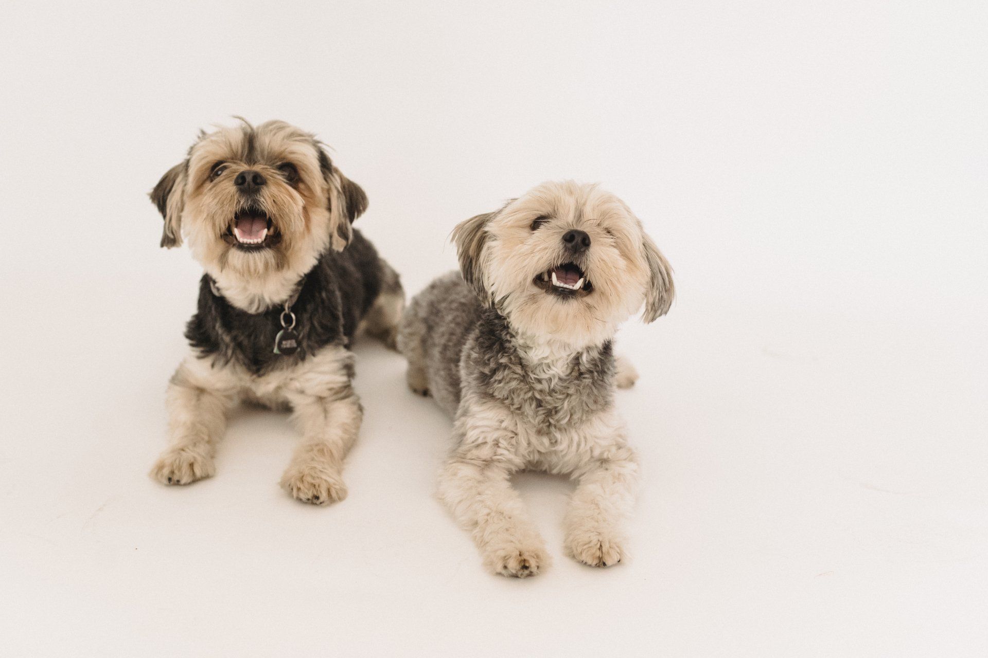 Boarding kennel for small dogs in Southampton, Hampshire