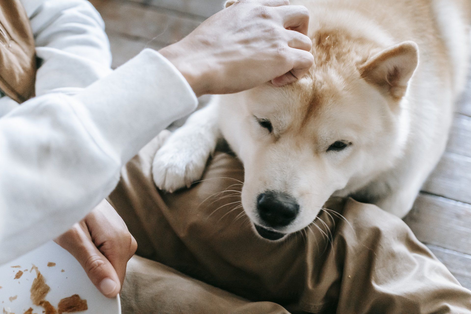 Single con il suo cane