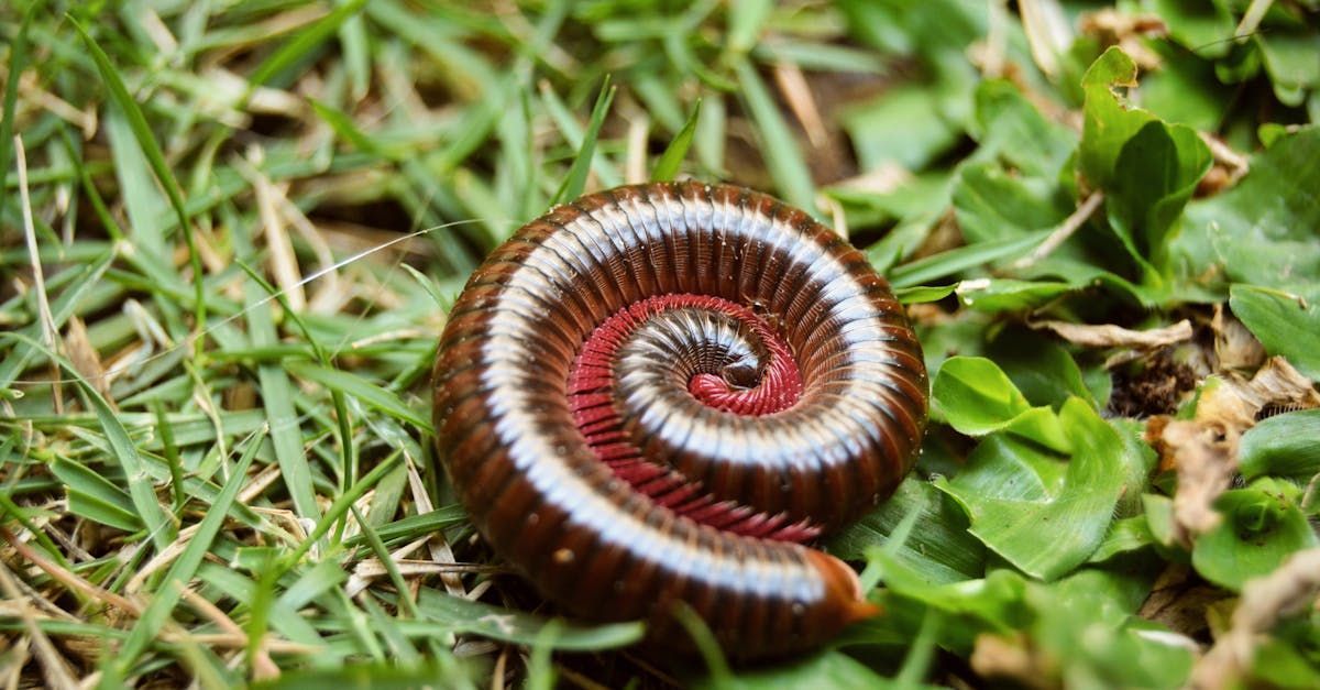 a close up of a millipede curled up on the ground