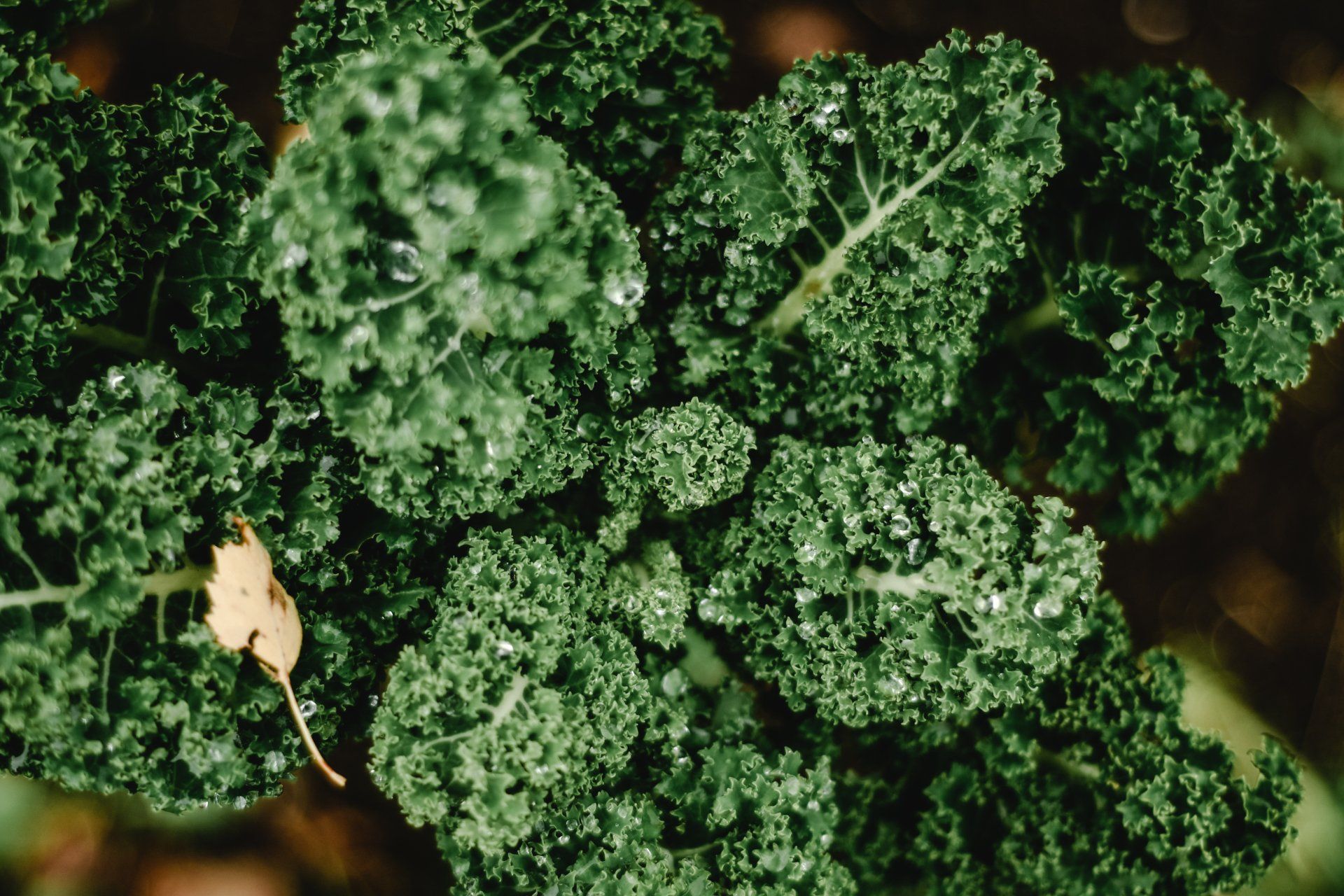 Certified Naturally Grown Kale near Tampa Florida