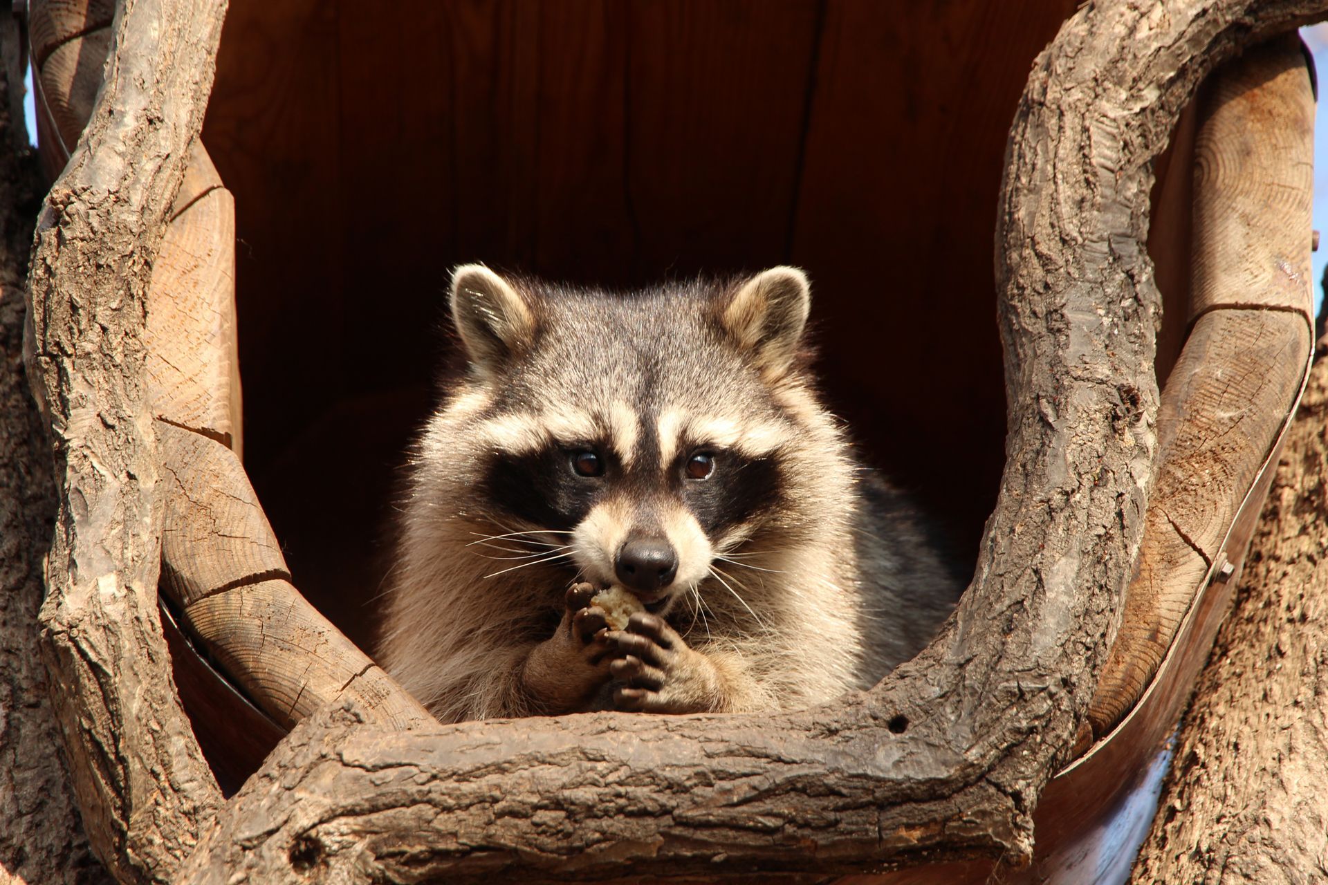 Raccoon in a wooden tree hollow, looking at the viewer.