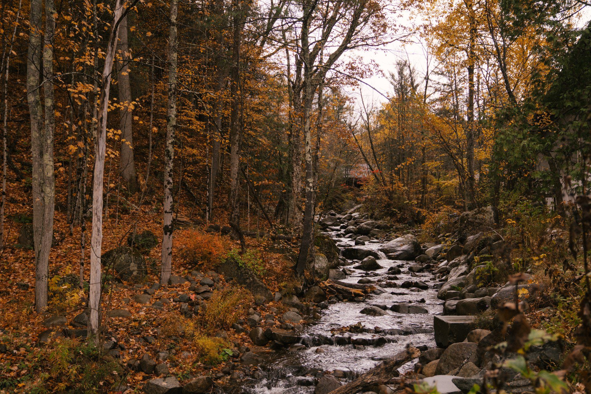 A stream in the middle of a forest surrounded by trees