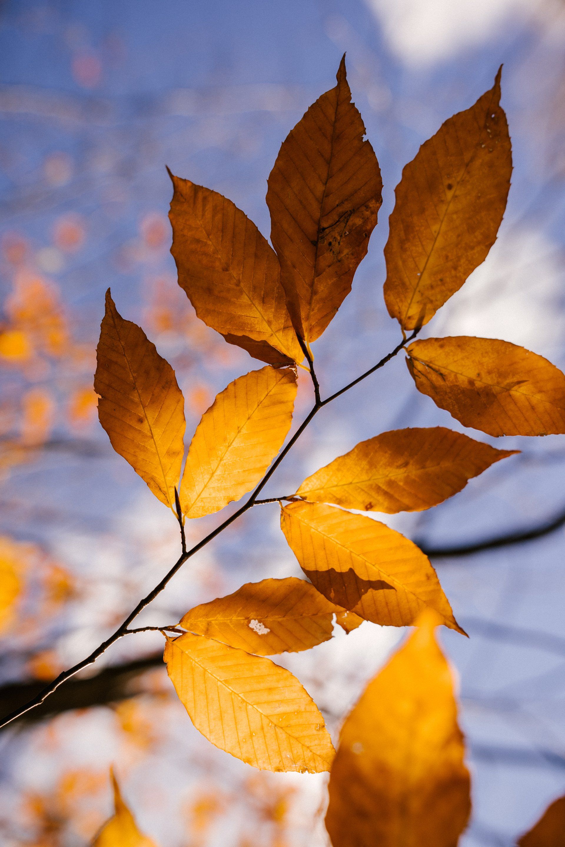a close up of a tree branch with yellow leaves