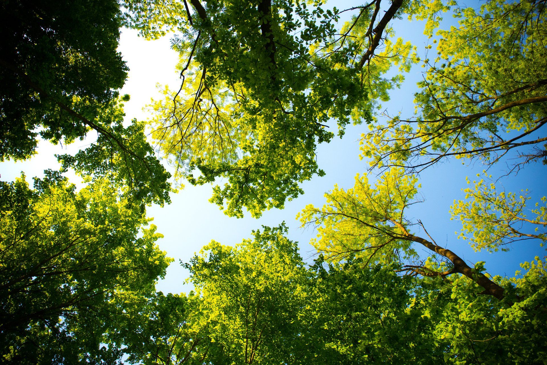 Looking up at green tree canopies against a bright blue sky