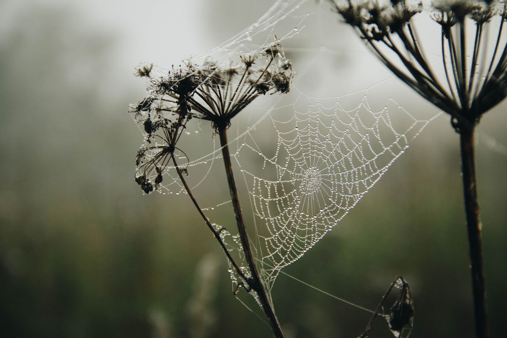 A Community Assembly by Sue Cartwright, Spiral Leaf