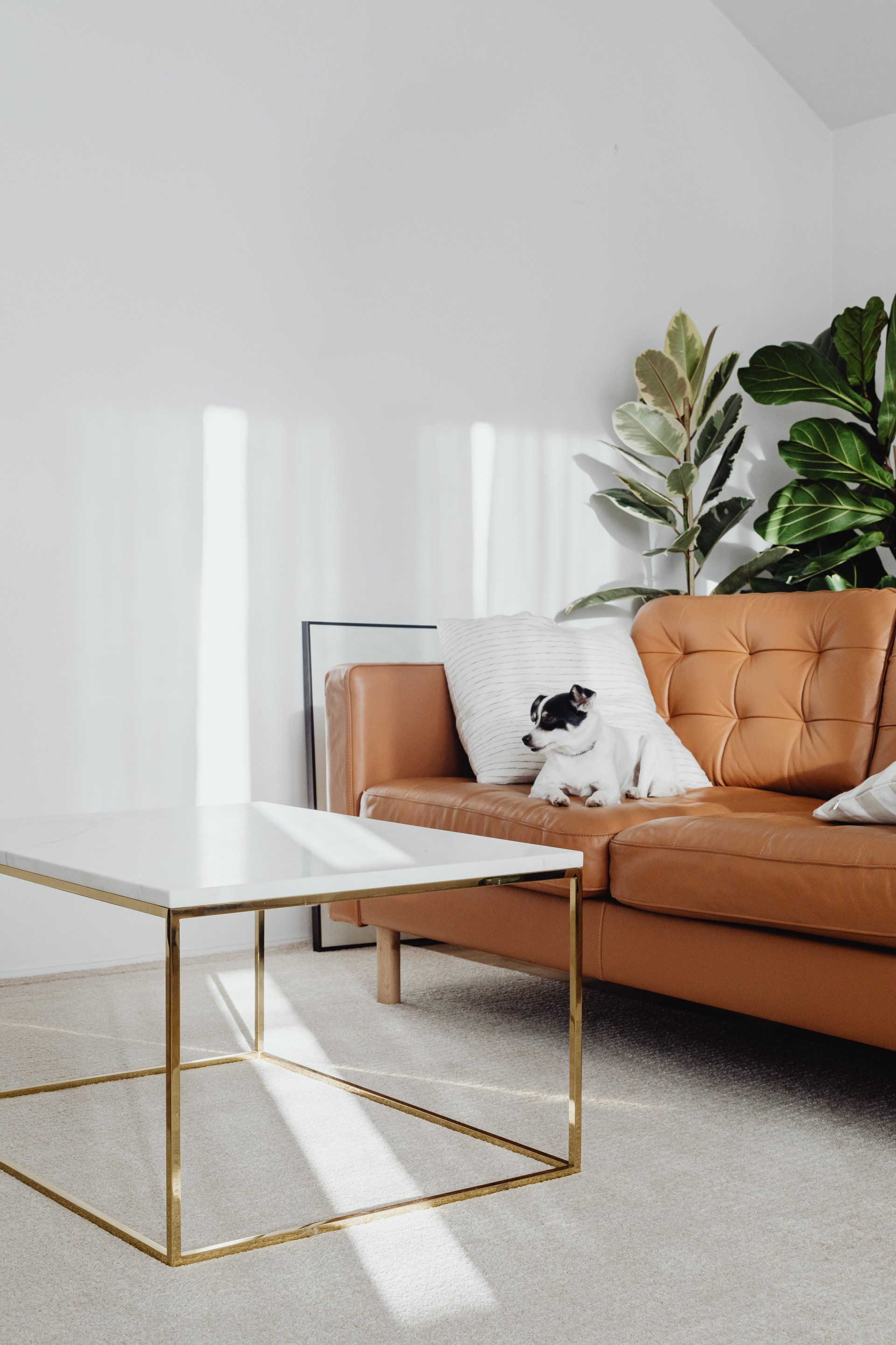 dog on couch