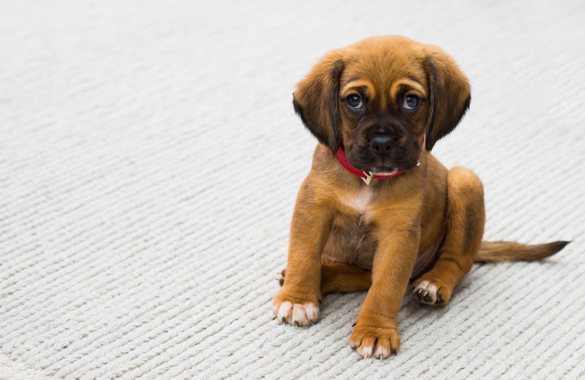 cute brown puppy sitting on the floor, puppy eyes
