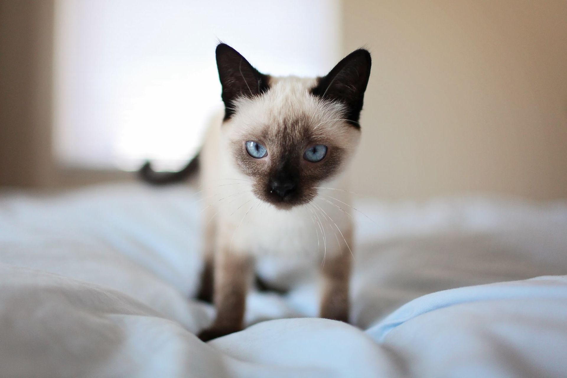 kittens new york
