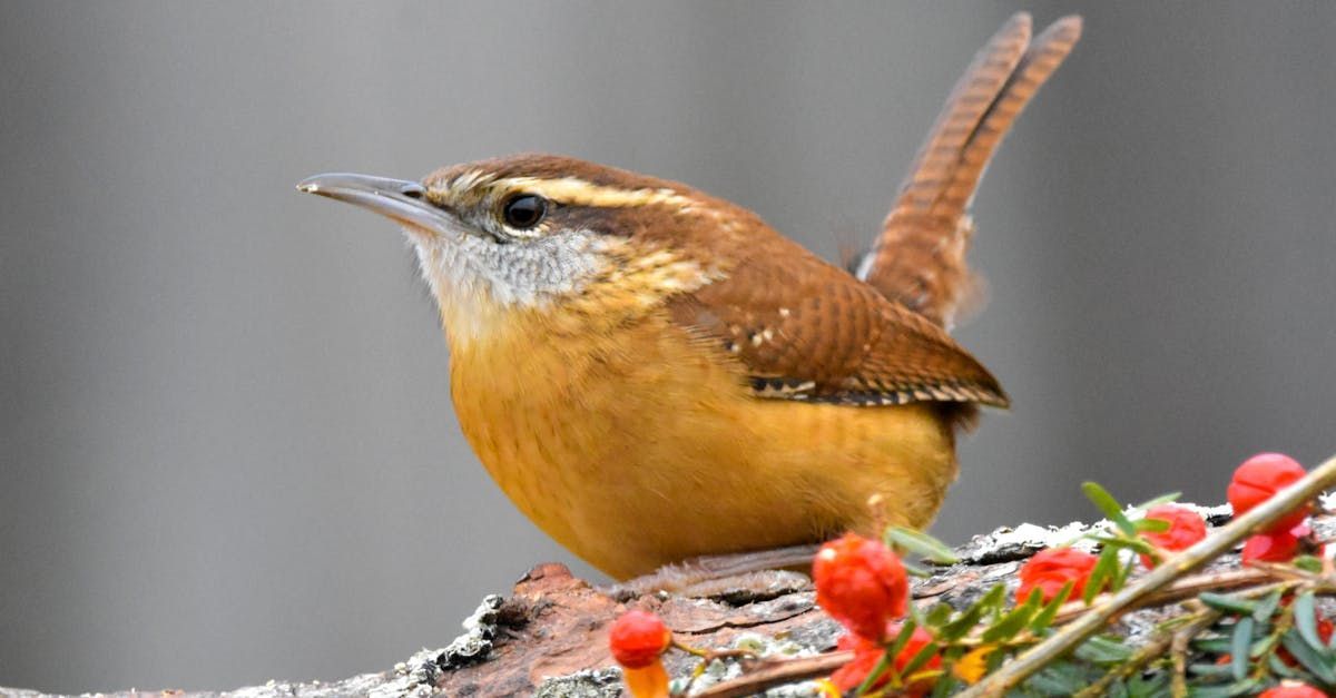 Brown Carolina Wren perched on a branch, looking left. Rust-colored body, brown wings, tan face, red berries.