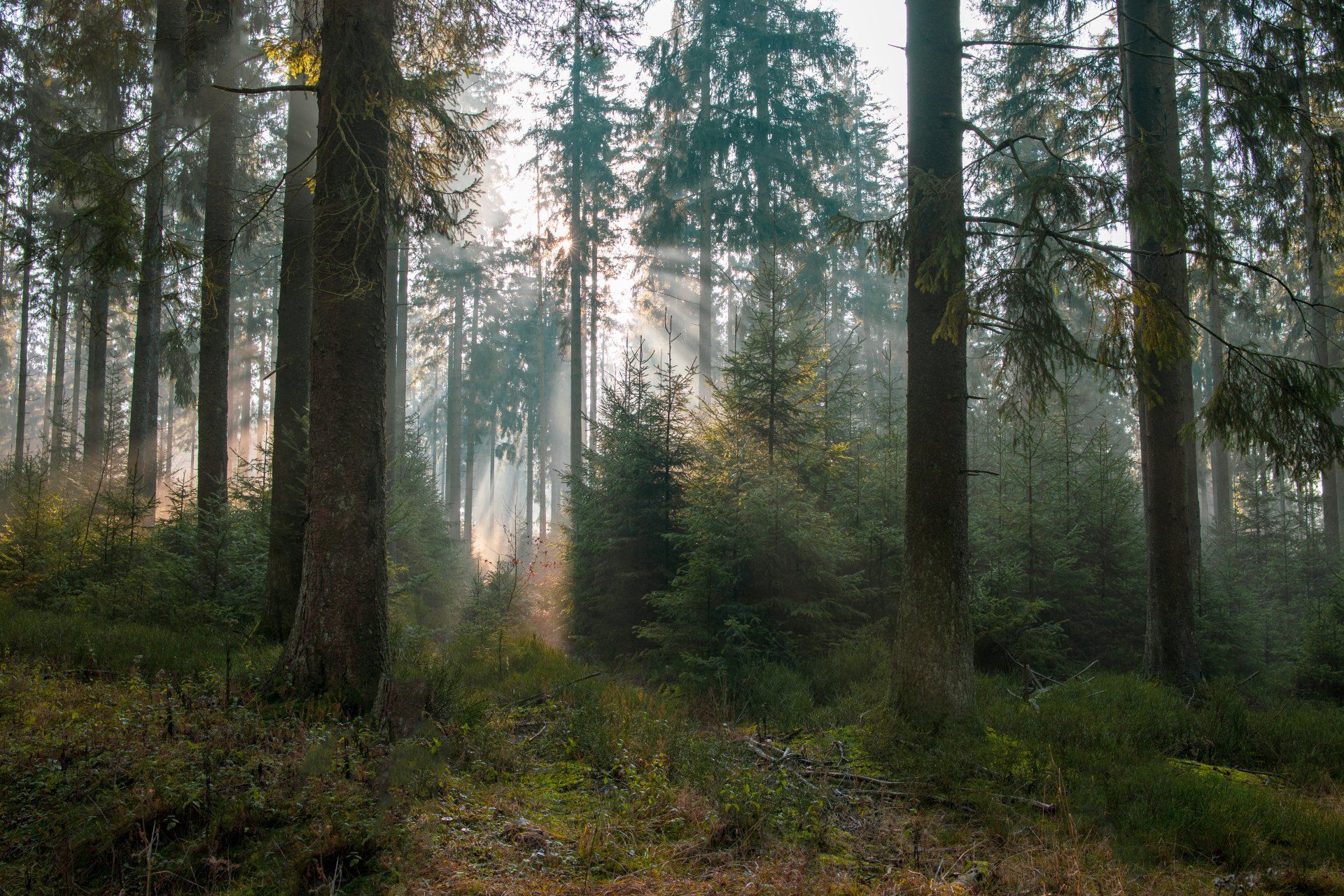 Die Sonne scheint durch die Bäume im Wald
