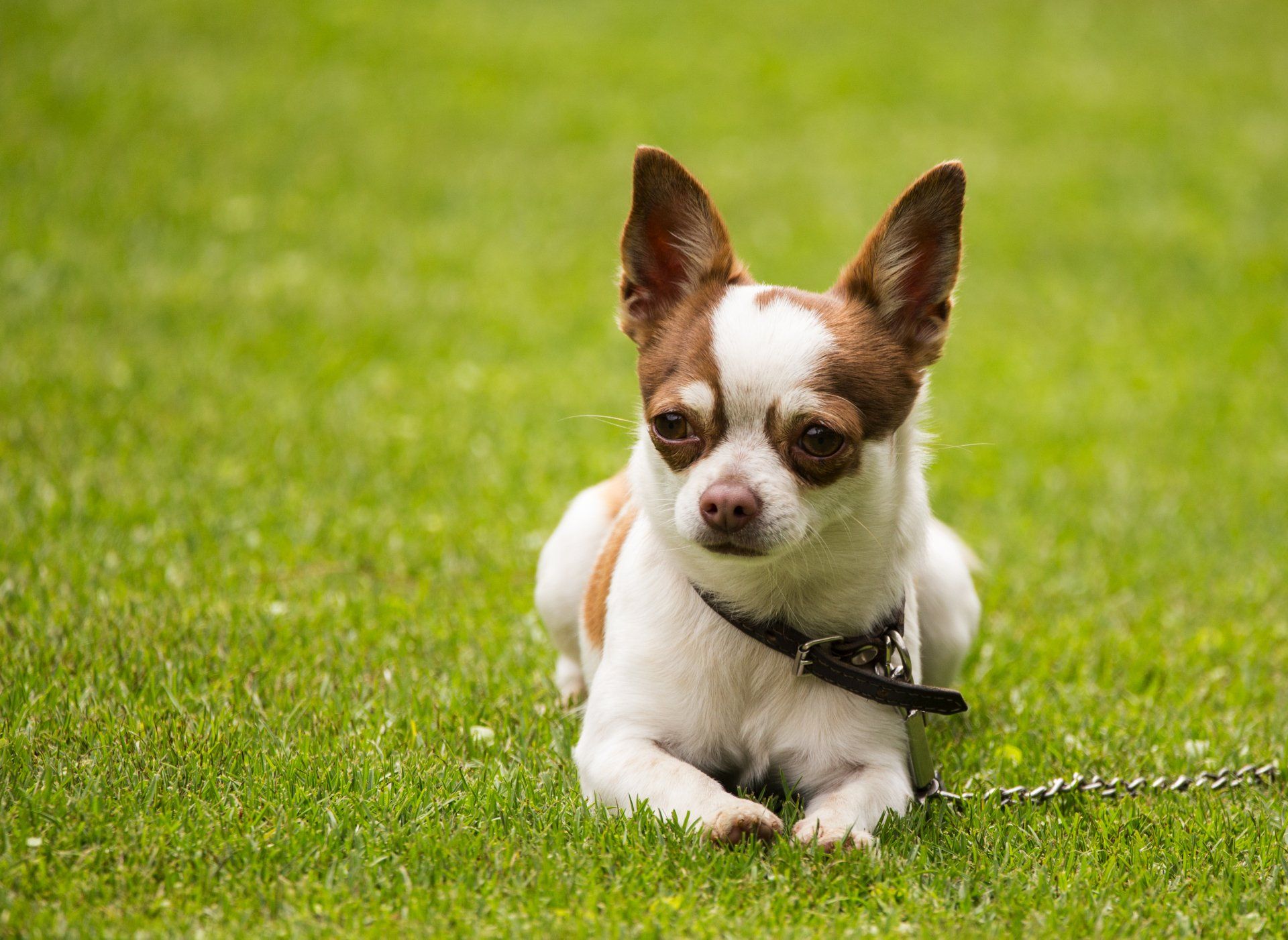 a brown and white chihuahua is laying in the grass on a leash .