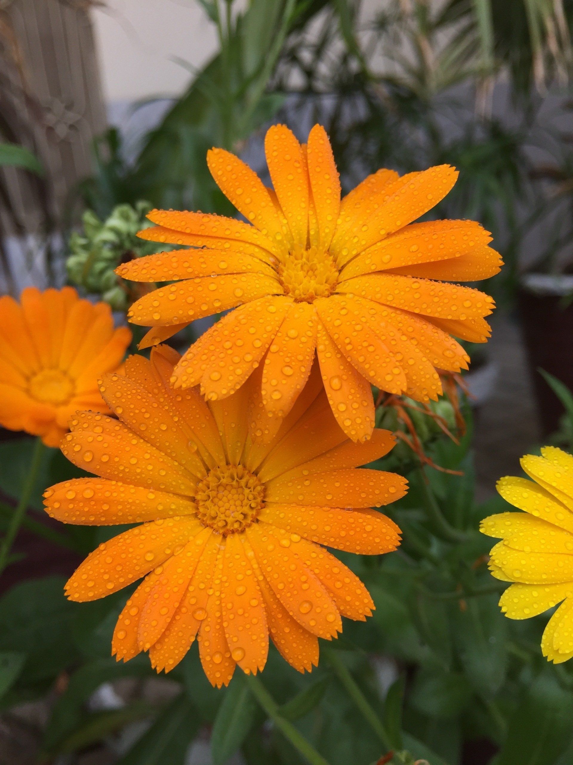 orange blommor