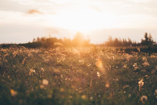 Sunlit grassy field with tall wildflowers and warm golden evening light