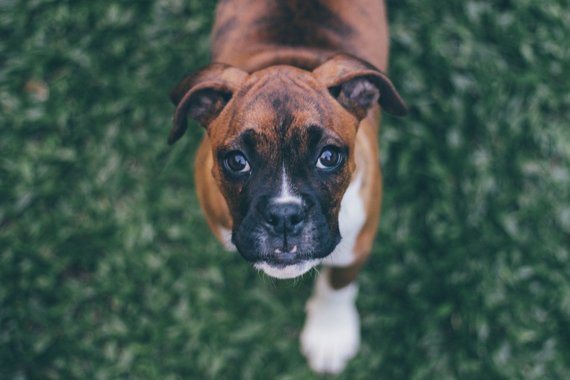 boxer puppy looking up at the camera
