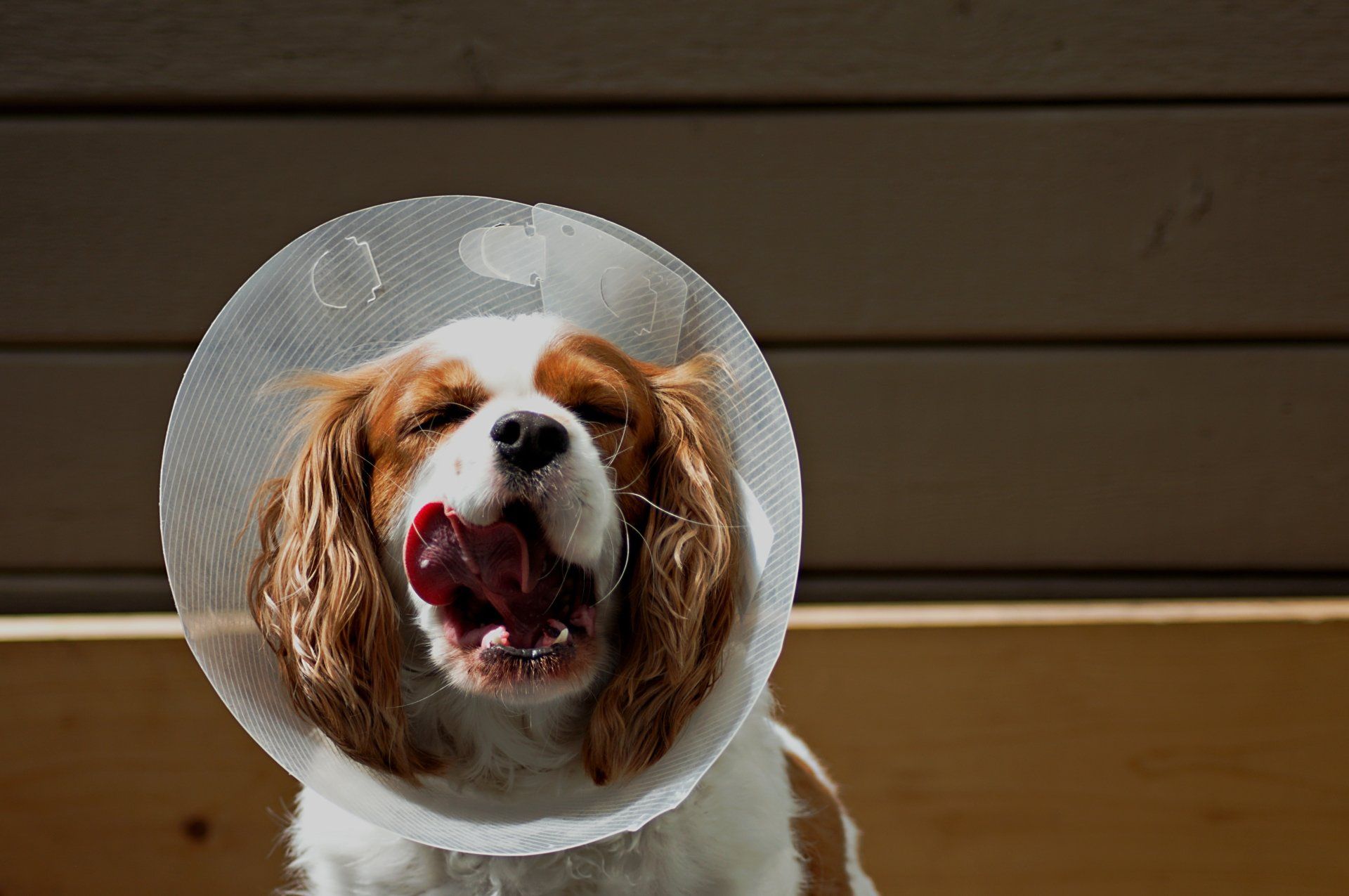 Dog wearing a clear cone collar, panting with mouth open against a wooden background