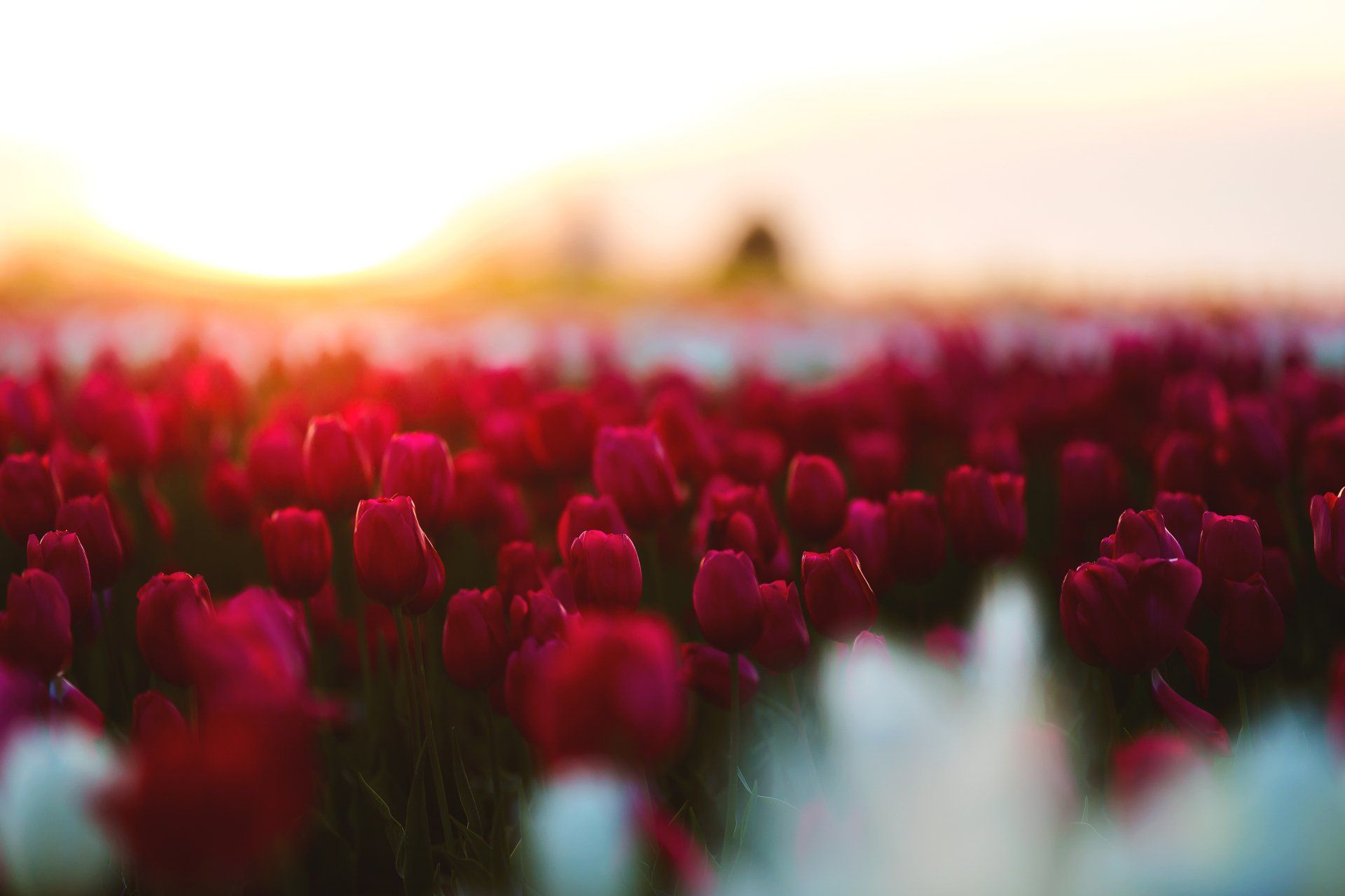 Send Flowers