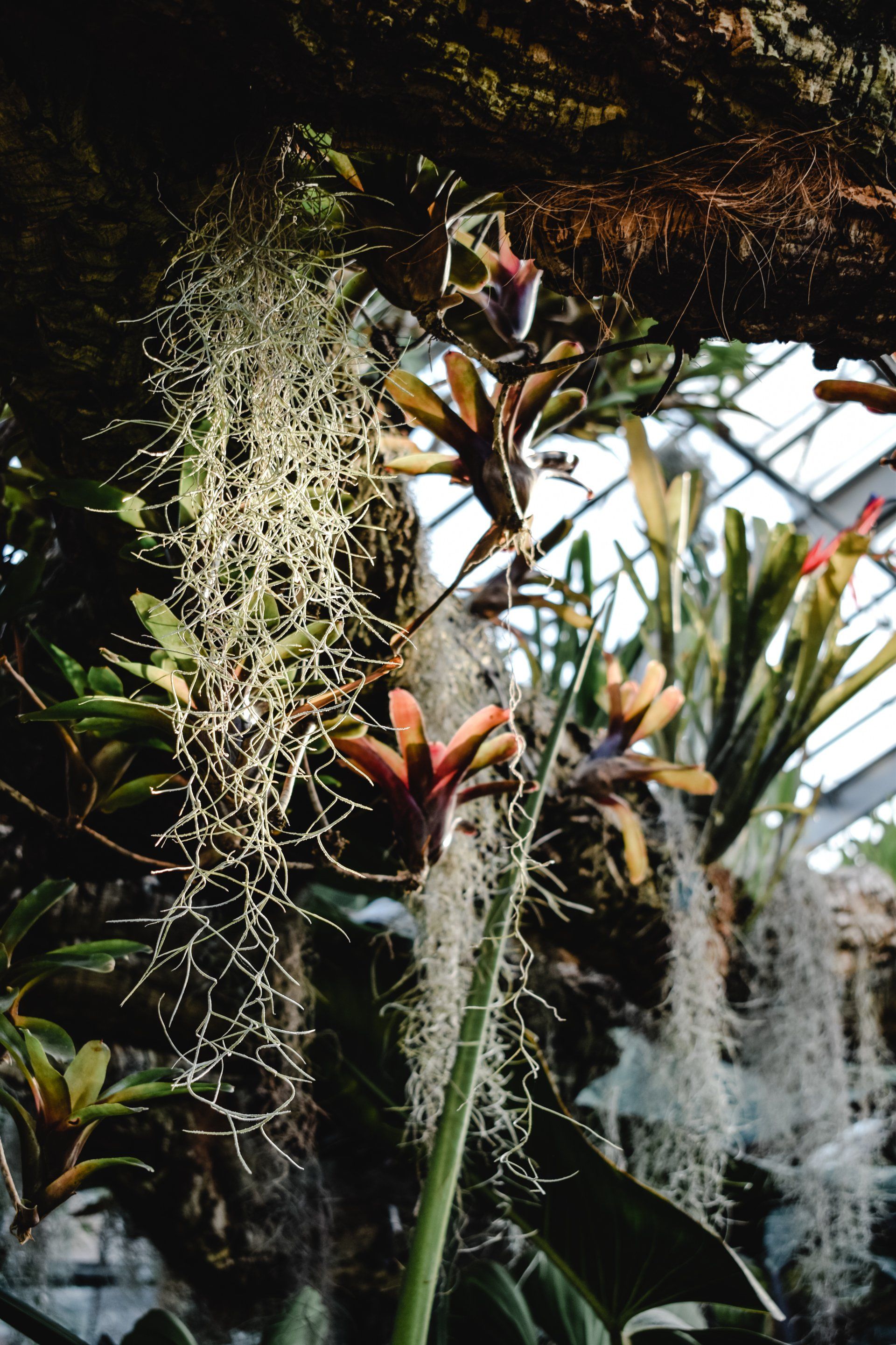 hanging basket