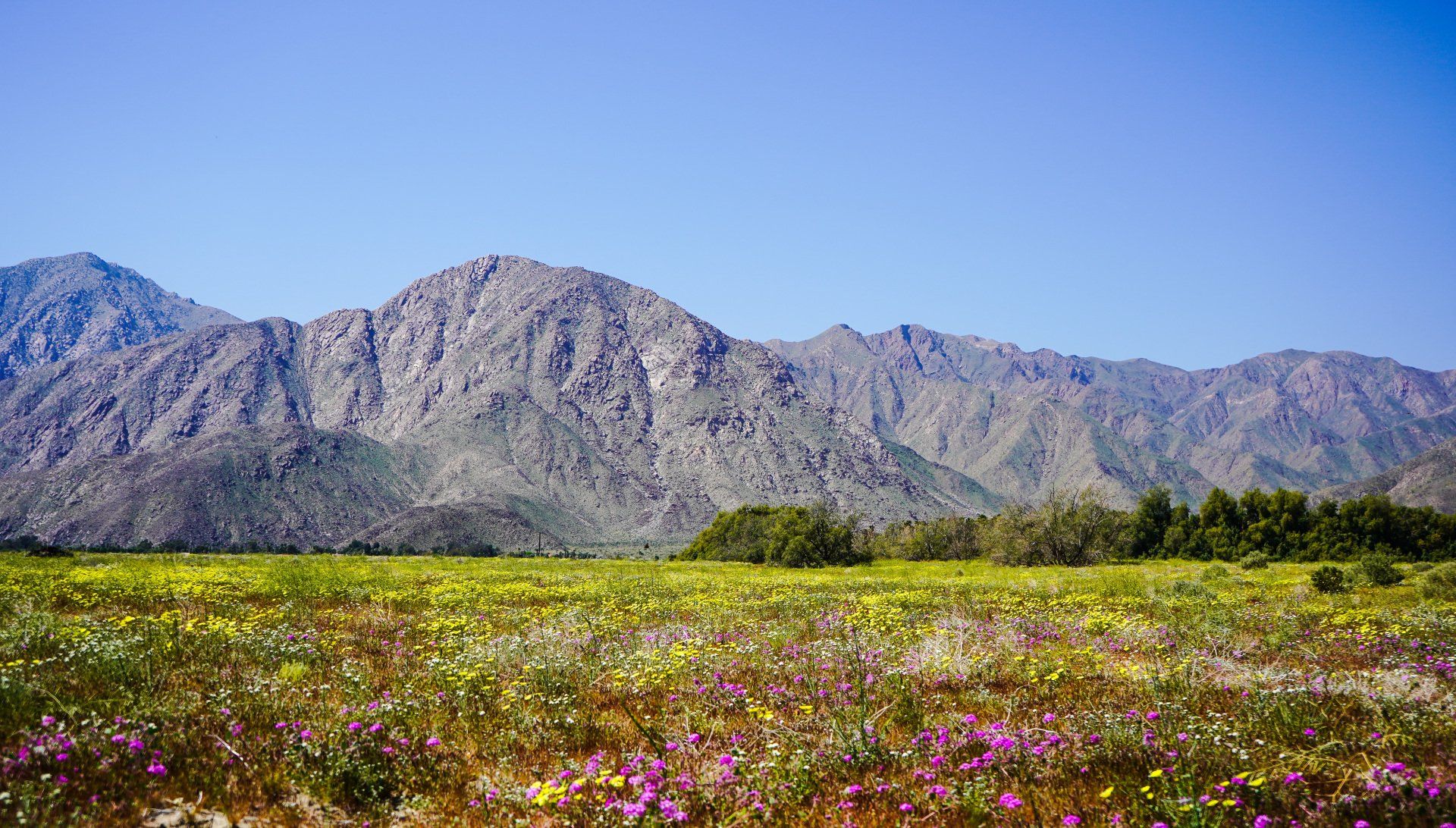 Borrego Springs in Spring
