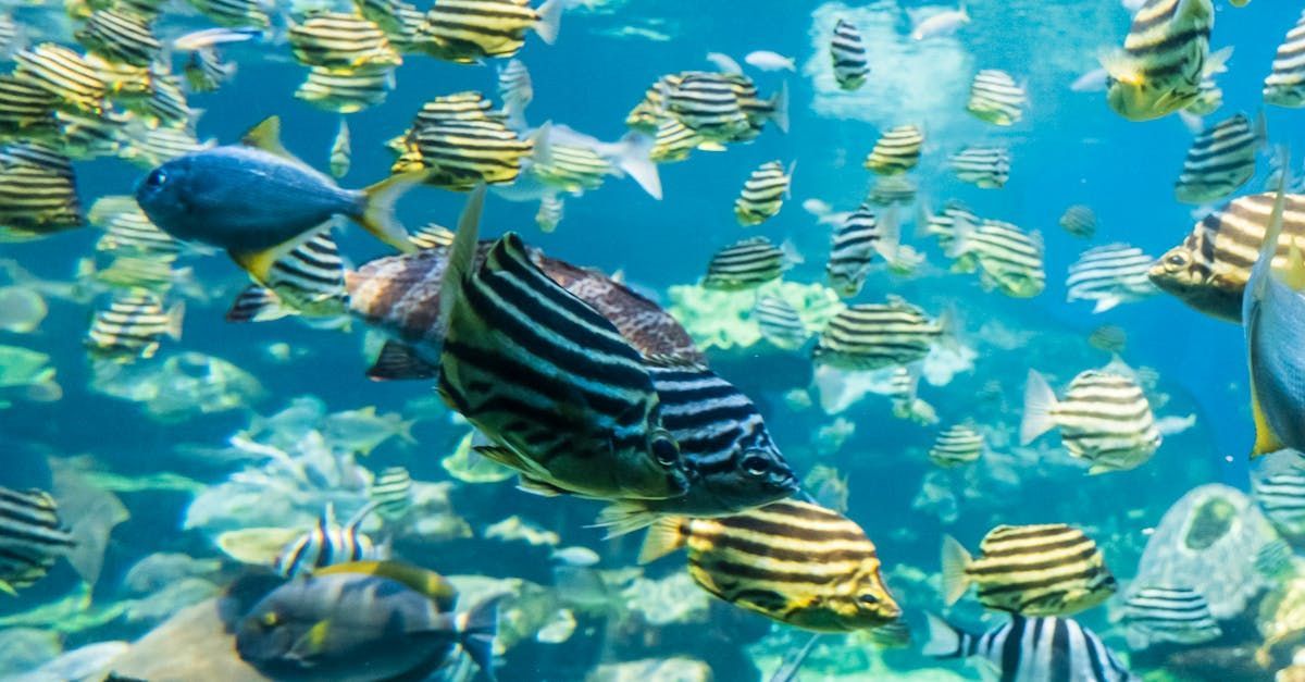 school of yellow, black and white fish