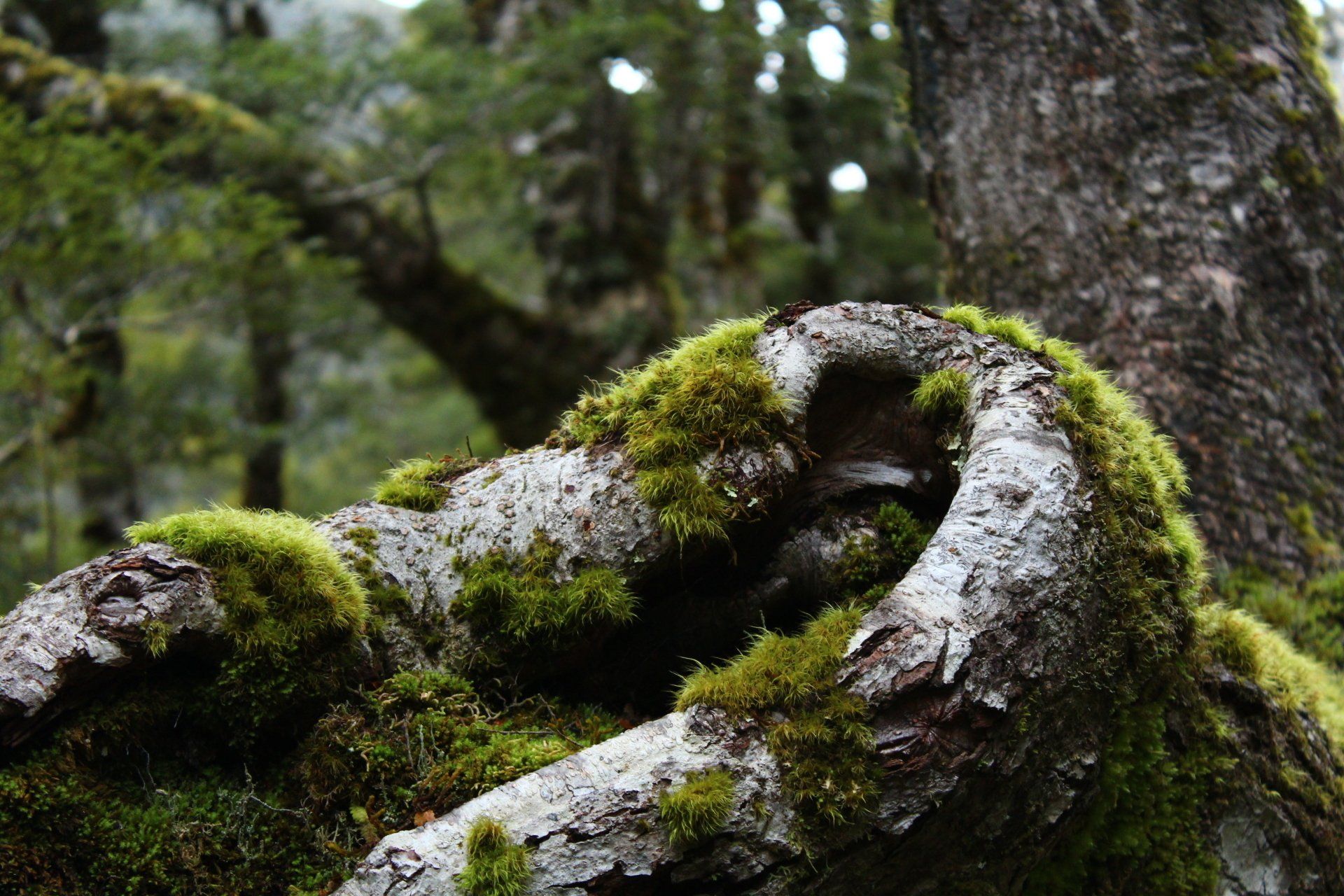 A tree trunk covered in moss in a forest.