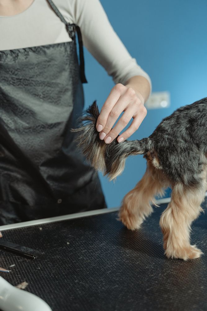 Tail trimming | Land O Lakes, FL | The Fur Flipper by Gloria