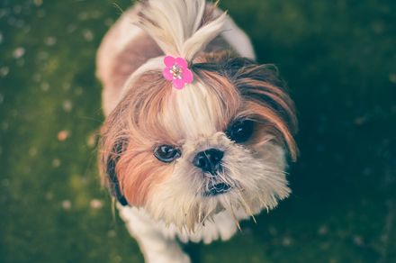 Dog Grooming Company | Land O Lakes, FL | The Fur Flipper by Gloria