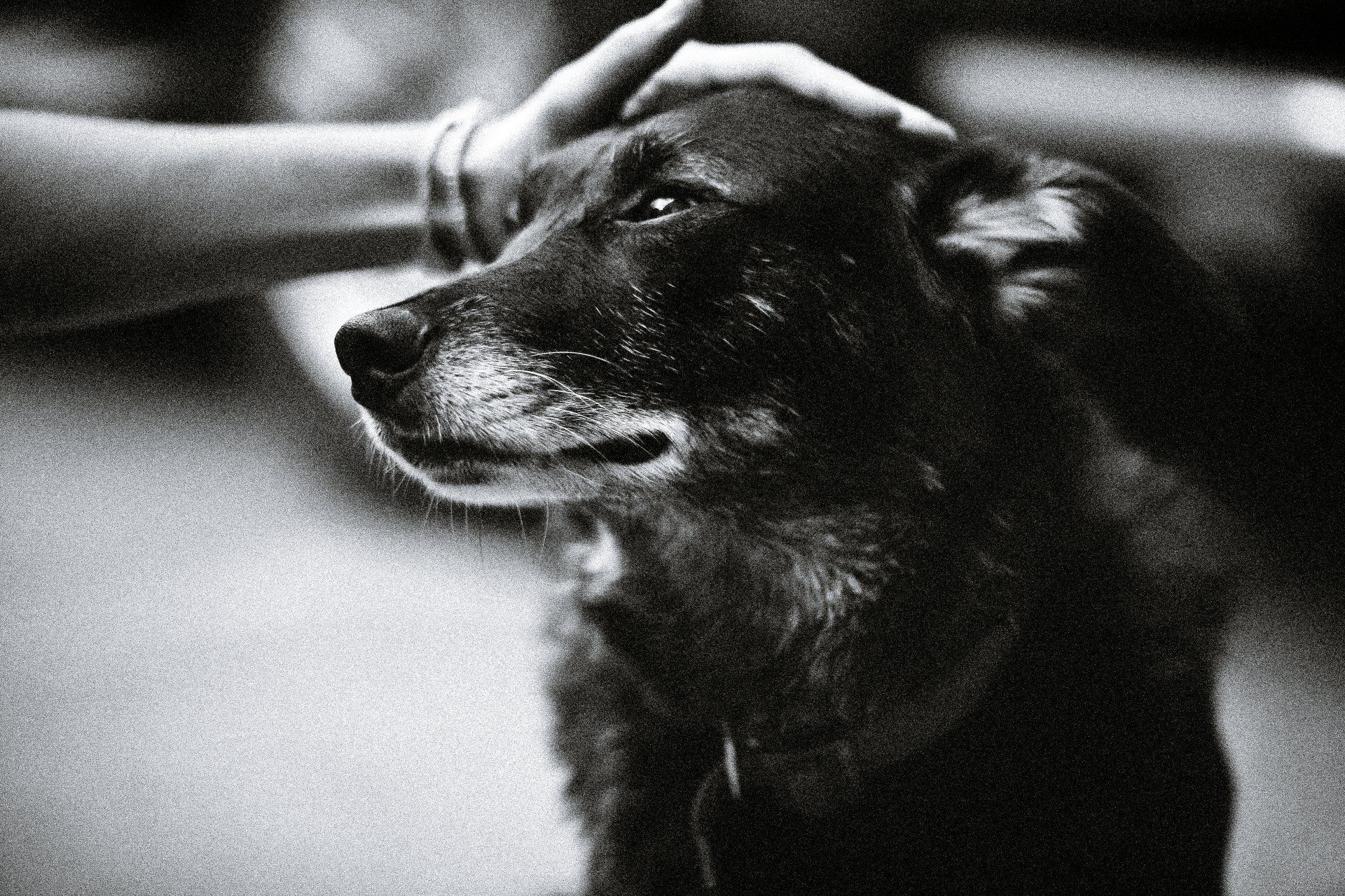 Black and white photo of a dog being petted. Dog looks to the side with a calm expression; hand is on its head.