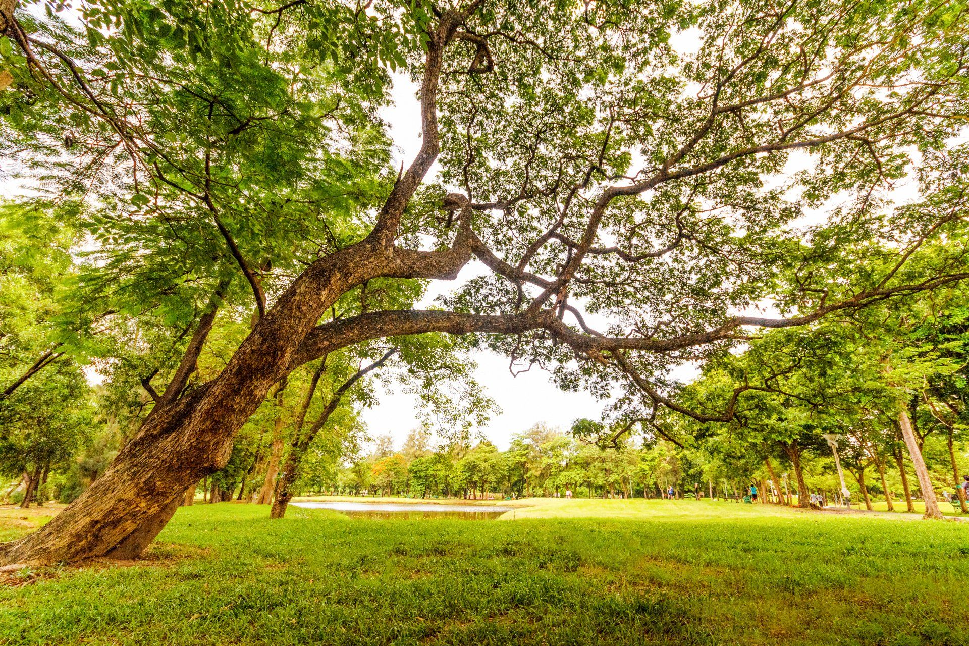 Tree Services