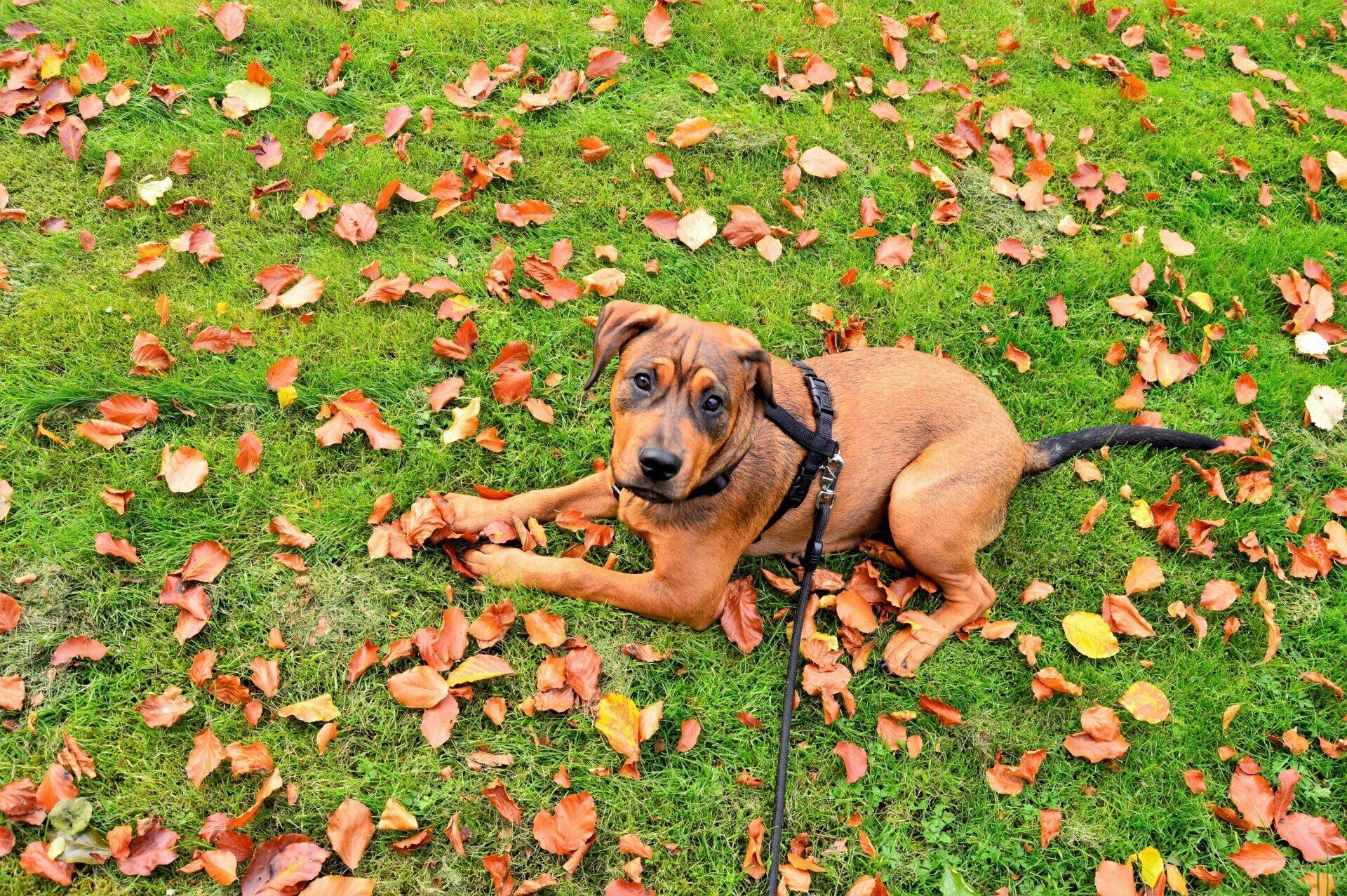 dog-parks-birmingham-al