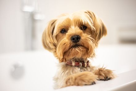 Dog Bath | Land O Lakes, FL | The Fur Flipper by Gloria