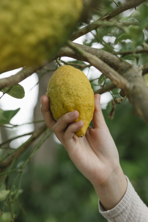 Mano che tiene un frutto giallo maturo su un ramo di un albero all’aperto