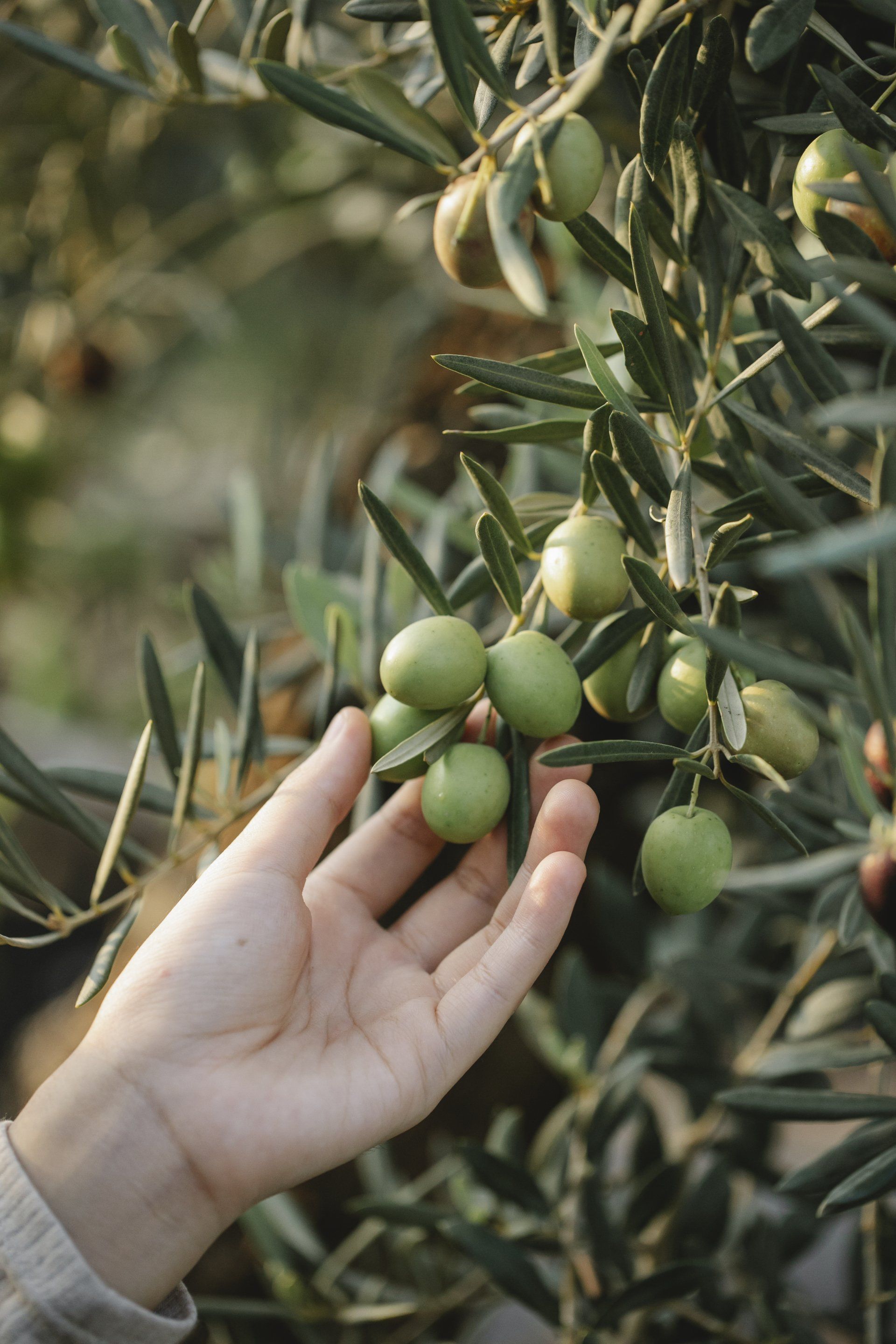 Una persona sta raccogliendo le olive da un ulivo.