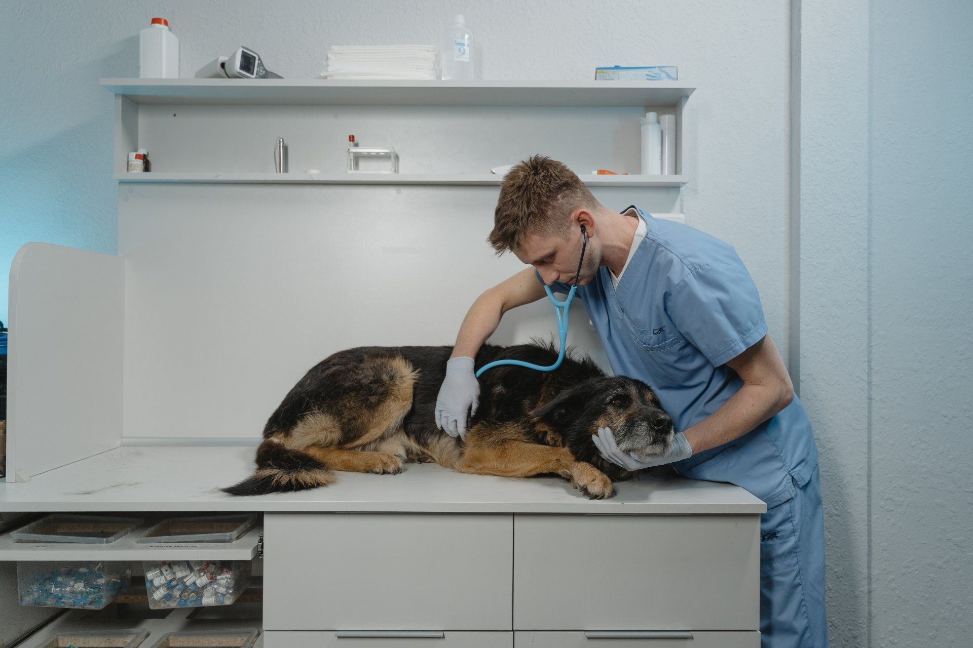 Veterinarian performing a check-up on a dog