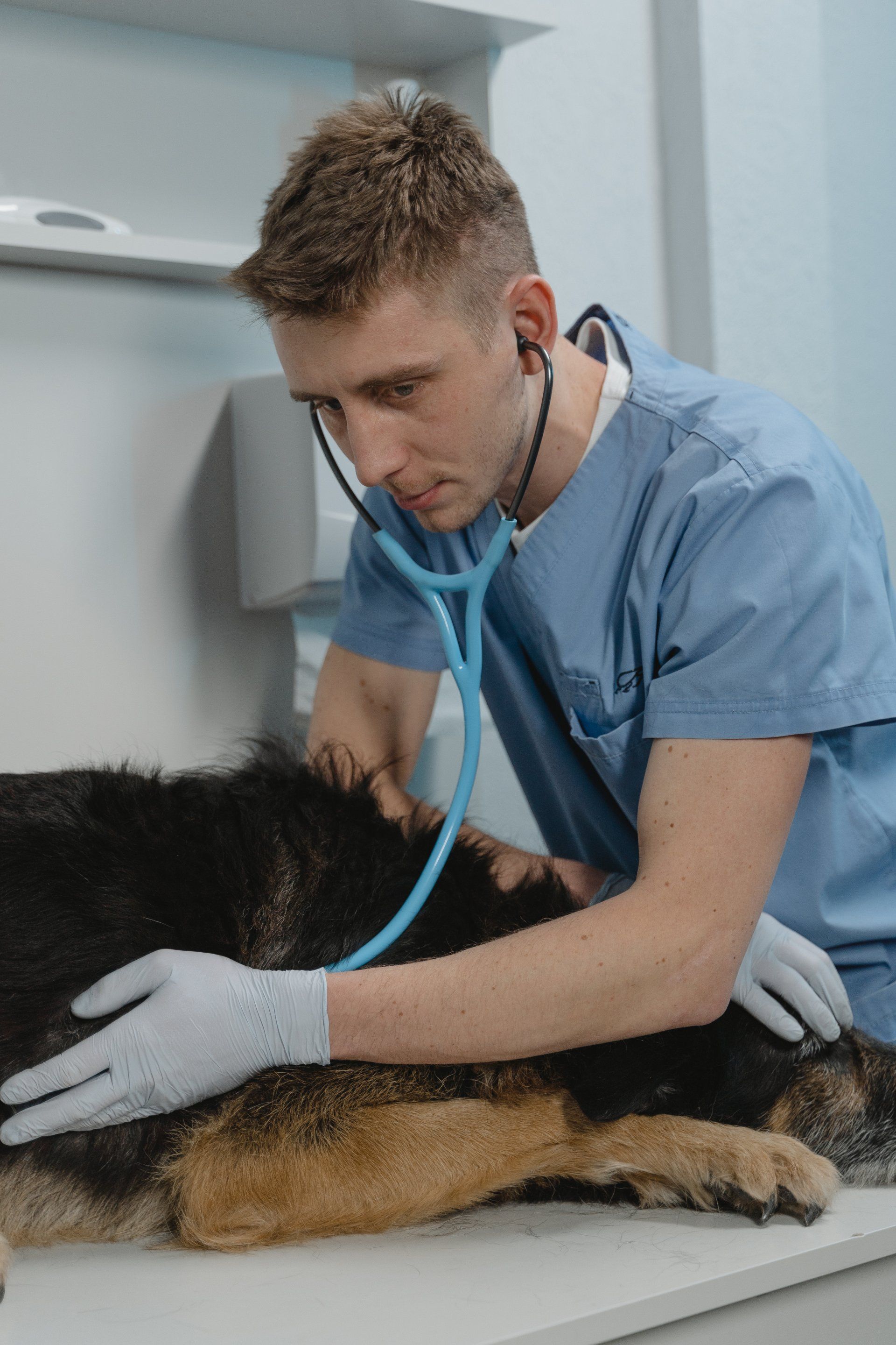 vet-diagnosing-dog