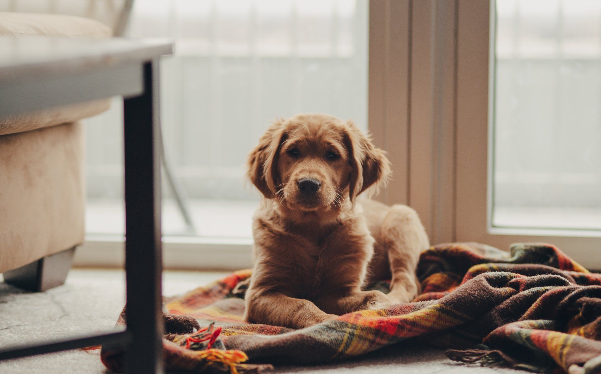Dog on blanket