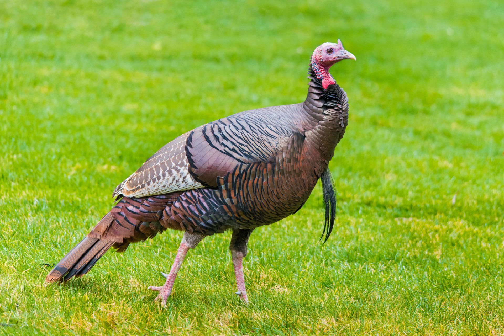 wild turkey hunting