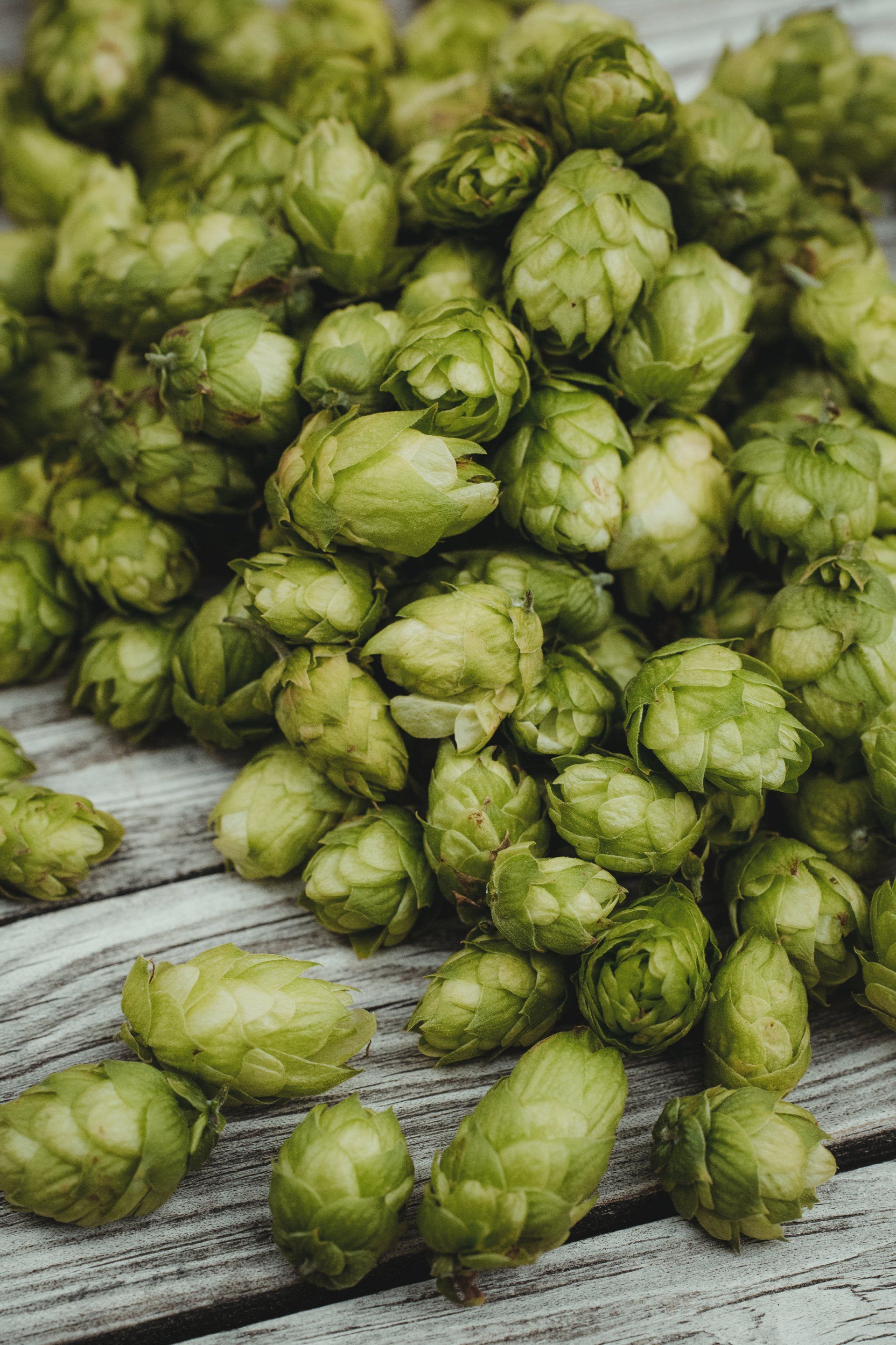 Hopfen am Bodensee - Urlaub am Bodensee 