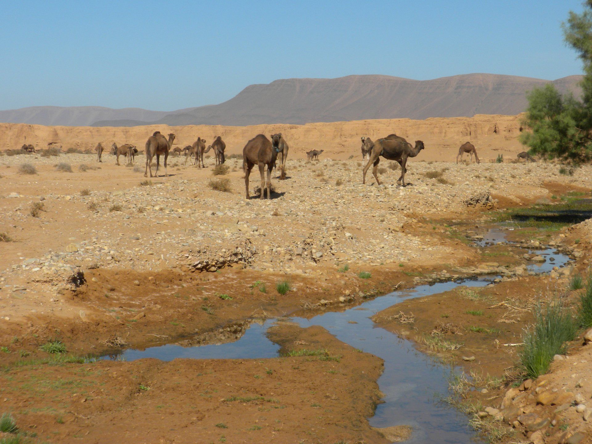 Oases of Egypt