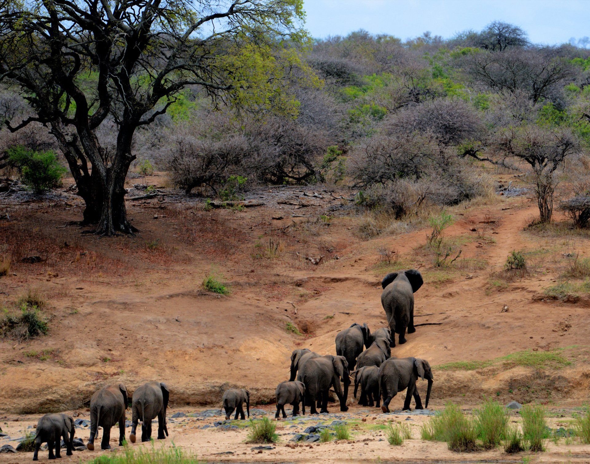 A herd of elephants walking across a dirt field