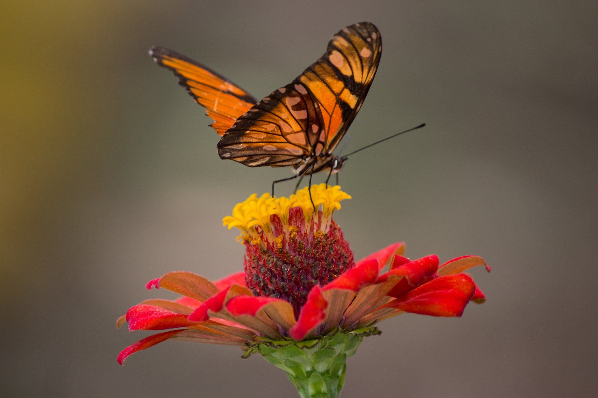 a monarch butterfly on a flower