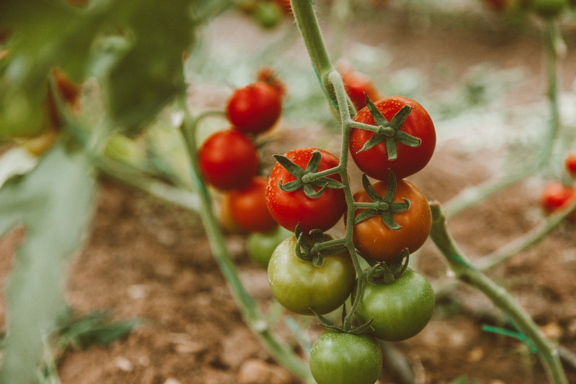 5 groenten die makkelijk groeien in de moestuin