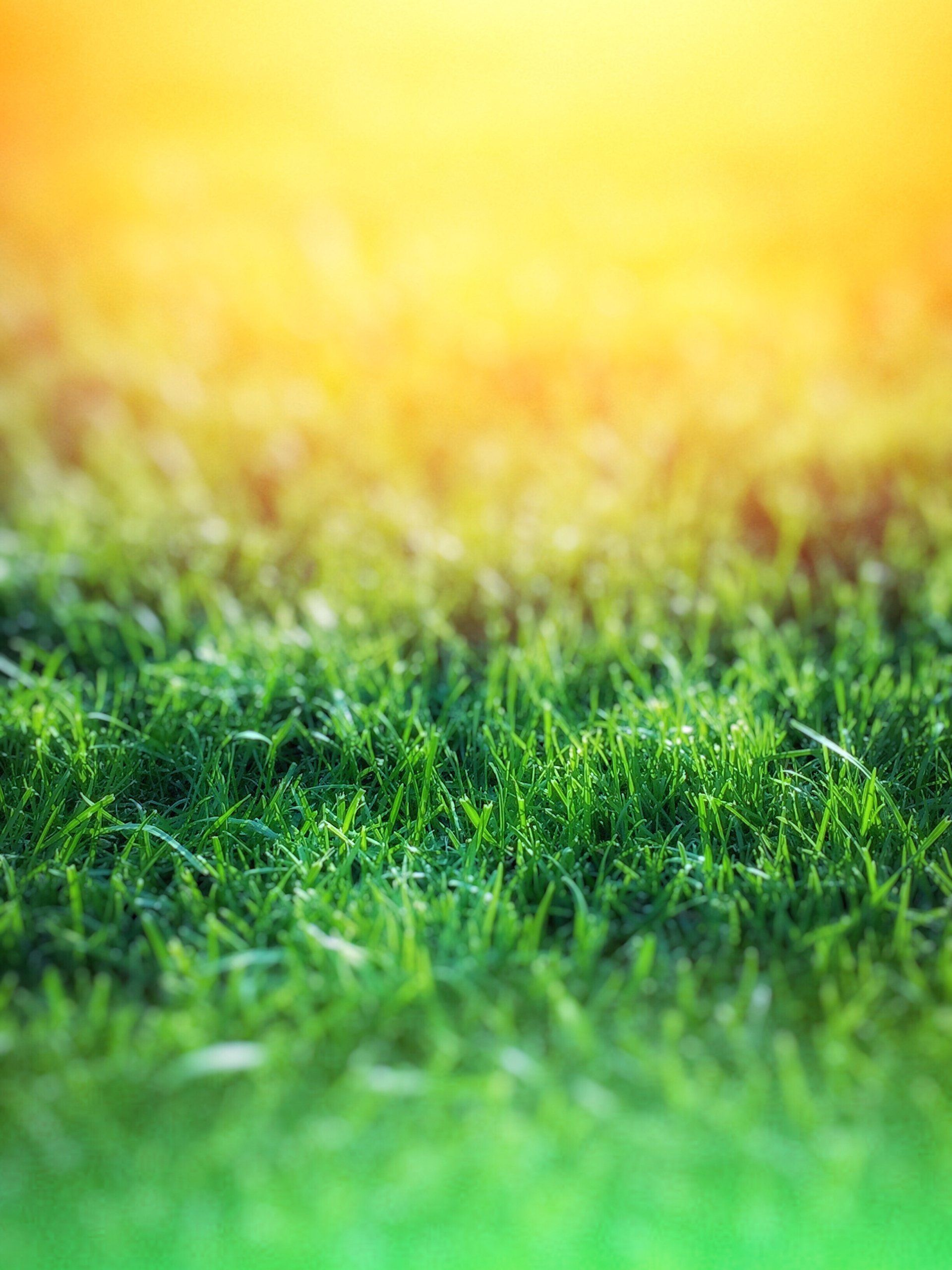 green grass