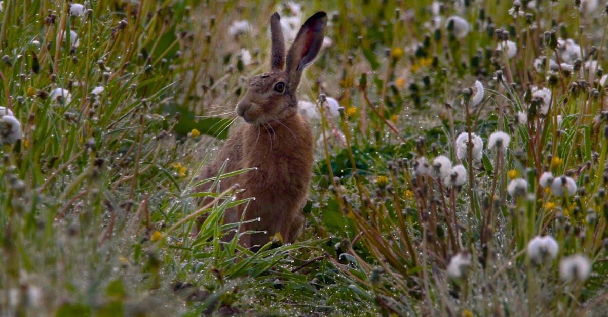 The Hare's Tale by Sue Cartwright, Spiral Leaf The Hare's Tale - A Poem by Sue Cartwright, Spiral Leaf